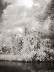 Tropical Estuary, Costa Rica #YNS-809.  Infrared Photograph,  Stretched and Gallery Wrapped, Limited Edition Archival Print on Canvas:  40 x 56 inches, $1590.  Custom Proportions and Sizes are Available.  For more information or to order please visit our ABOUT page or call us at 561-691-1110.