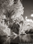 Tropical Estuary, Costa Rica #YNS-811.  Infrared Photograph,  Stretched and Gallery Wrapped, Limited Edition Archival Print on Canvas:  40 x 56 inches, $1590.  Custom Proportions and Sizes are Available.  For more information or to order please visit our ABOUT page or call us at 561-691-1110.