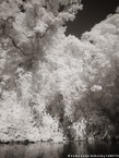 Tropical Estuary, Costa Rica #YNS-817.  Infrared Photograph,  Stretched and Gallery Wrapped, Limited Edition Archival Print on Canvas:  40 x 56 inches, $1590.  Custom Proportions and Sizes are Available.  For more information or to order please visit our ABOUT page or call us at 561-691-1110.