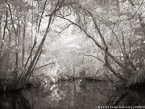 Tropical Estuary, Costa Rica #YNS-834.  Infrared Photograph,  Stretched and Gallery Wrapped, Limited Edition Archival Print on Canvas:  56 x 40 inches, $1590.  Custom Proportions and Sizes are Available.  For more information or to order please visit our ABOUT page or call us at 561-691-1110.