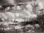 Tropical Wetlands, Palm Beach #YNS-959.  Infrared Photograph,  Stretched and Gallery Wrapped, Limited Edition Archival Print on Canvas:  56 x 40 inches, $1590.  Custom Proportions and Sizes are Available.  For more information or to order please visit our ABOUT page or call us at 561-691-1110.