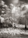 Tropical Wetlands, Palm Beach #YNS-961.  Infrared Photograph,  Stretched and Gallery Wrapped, Limited Edition Archival Print on Canvas:  40 x 56 inches, $1590.  Custom Proportions and Sizes are Available.  For more information or to order please visit our ABOUT page or call us at 561-691-1110.