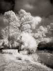 Tropical Wetlands, Palm Beach #YNS-965.  Infrared Photograph,  Stretched and Gallery Wrapped, Limited Edition Archival Print on Canvas:  40 x 56 inches, $1590.  Custom Proportions and Sizes are Available.  For more information or to order please visit our ABOUT page or call us at 561-691-1110.