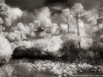 Tropical Wetlands, Palm Beach #YNS-966.  Infrared Photograph,  Stretched and Gallery Wrapped, Limited Edition Archival Print on Canvas:  56 x 40 inches, $1590.  Custom Proportions and Sizes are Available.  For more information or to order please visit our ABOUT page or call us at 561-691-1110.