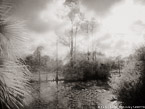 Tropical Wetlands, Palm Beach #YNS-968.  Infrared Photograph,  Stretched and Gallery Wrapped, Limited Edition Archival Print on Canvas:  56 x 40 inches, $1590.  Custom Proportions and Sizes are Available.  For more information or to order please visit our ABOUT page or call us at 561-691-1110.